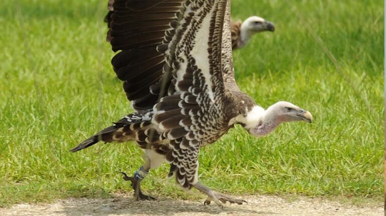 वीरांगना दुर्गावती टाइगर रिजर्व में गिद्धों की संख्या 951, सात प्रजातियों की पहचान, सर्वे में मिले अहम आंकड़े