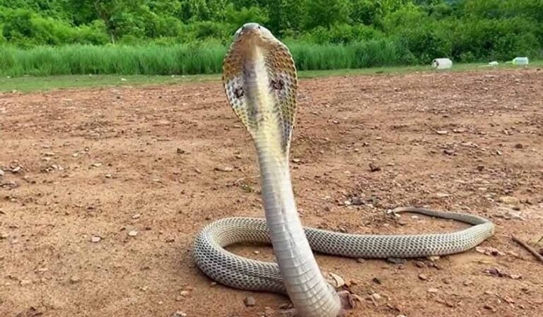 निर्माणाधीन घर में कोबरा मिलने से दहशत, रेस्क्यू कर जंगल में छोड़ा गया