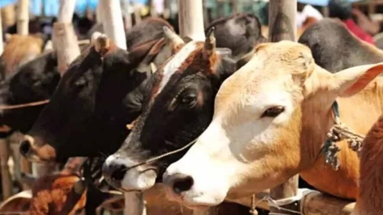 गौ तस्करी पर बड़ा एक्शन: मेवात में 54 एनकाउंटर के बाद अब संपत्ति जब्त करेगी पुलिस