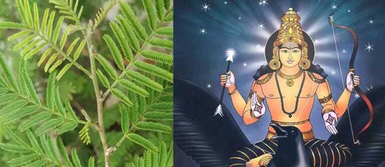 शनि की साढ़ेसाती से परेशान? ये पौधा बदल सकता है आपकी किस्मत