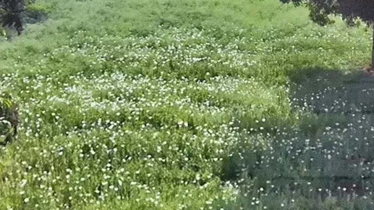 दुर्ग के फार्महाउस में 5 एकड़ अफीम की खेती, बाउंसर्स थे तैनात; भाजपा नेता ने डिजिटल सर्वे में किया गेहूं-मक्का का दावा