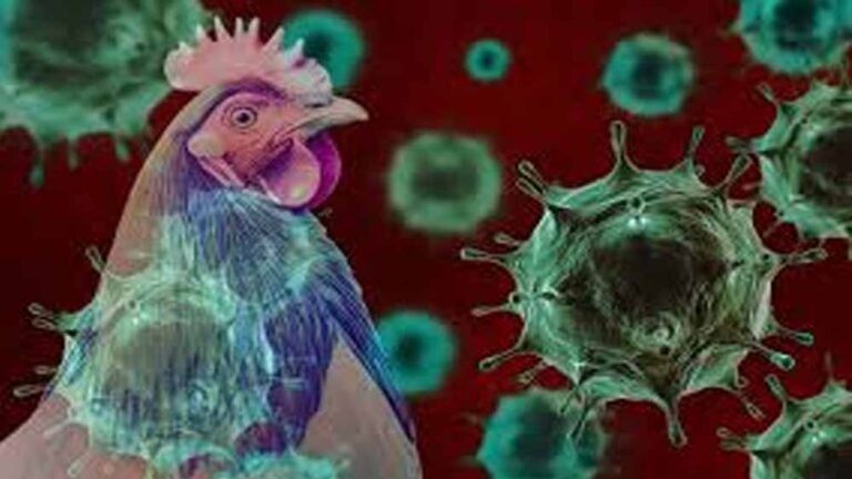 बर्ड फ्लू से हड़कंप: बिलासपुर में हजारों मुर्गियों की मौत, प्रशासन ने 10 किमी क्षेत्र में जारी किया अलर्ट