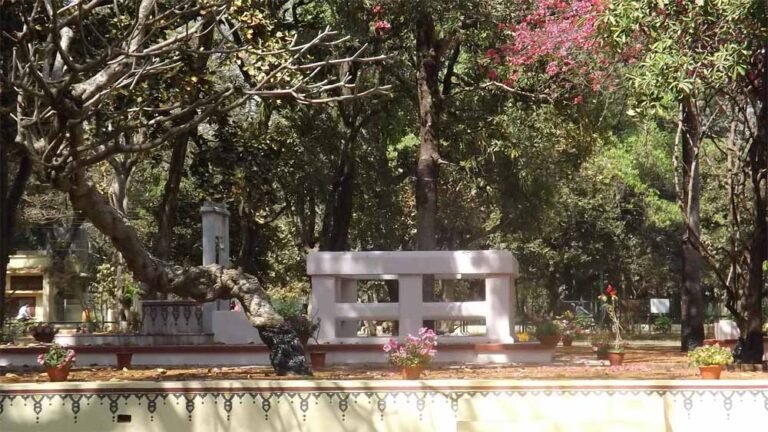 छातिम वृक्ष पर सियासी गर्मी: विधानसभा में गूंजा मुद्दा, मंत्री बोले—रोक का सवाल नहीं