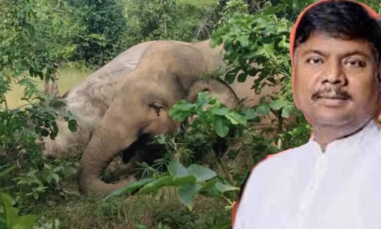 छत्तीसगढ़ में तीन सालों में हुई 9 बाघ और 38 हाथियों की मौत