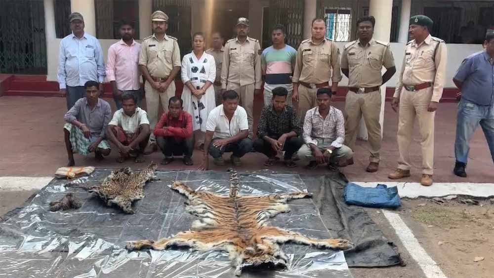 Wildlife Crime: डिप्टी रेंजर की साजिश का खुलासा, बाघ और तेंदुए के शिकार के बाद खाल बेचने जाते पकड़ा गया