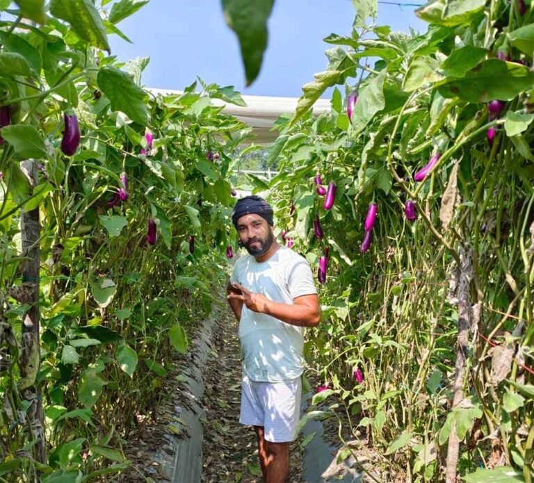 खेती की आधुनिक पद्धति, ड्रिप, स्प्रिंकलर से सब्जी उत्पादन में मिली बड़ी सफलता