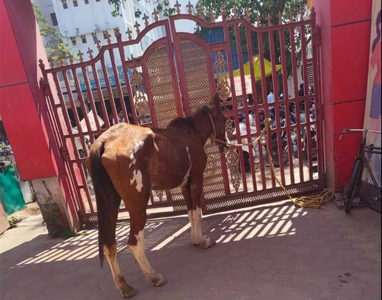 घोड़ा बना ‘आरोपी’: पार्क की घास चरते पकड़ा गया, मालिक पर भी कार्रवाई की तैयारी