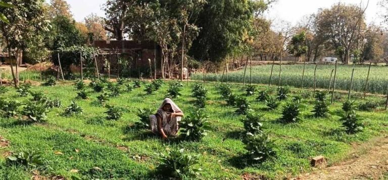 सब्जी उत्पादन से आरती की सालाना आय पहुँची 1.13 लाख