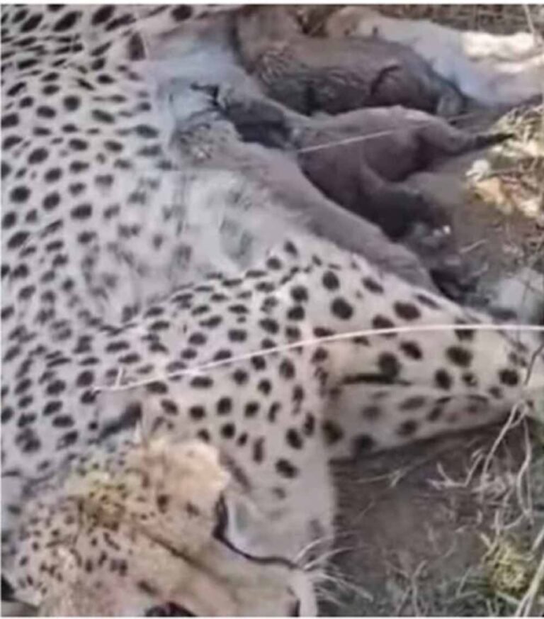 कूनो नेशनल पार्क में ज्वाला चीता ने दिया पांच शावकों को जन्म