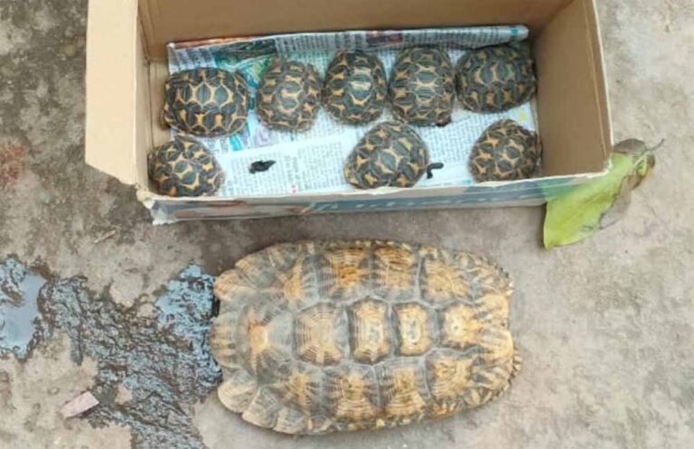 वन्य-जीव संरक्षण में सहयोग करने की वन विभाग ने की अपील