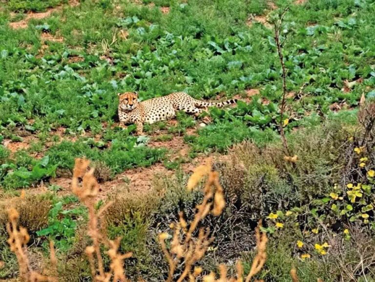 हाड़ौती के जंगलों में नए इलाके की तलाश कर रहे कूनो नेशनल पार्क के चीते