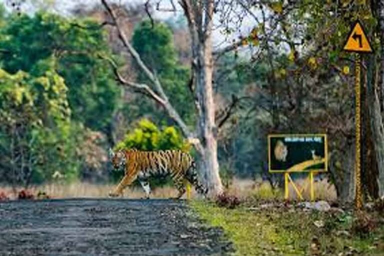 वन विभाग की बड़ी योजना: टाइगर कॉरिडोर निर्माण के साथ ओवरपॉपुलेशन पर शिफ्टिंग का प्लान