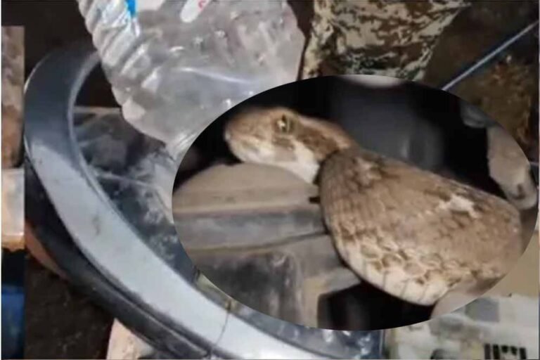 युवक की सीट के नीचे छिपे जहरीले सांप ने चलती बाइक में डसा