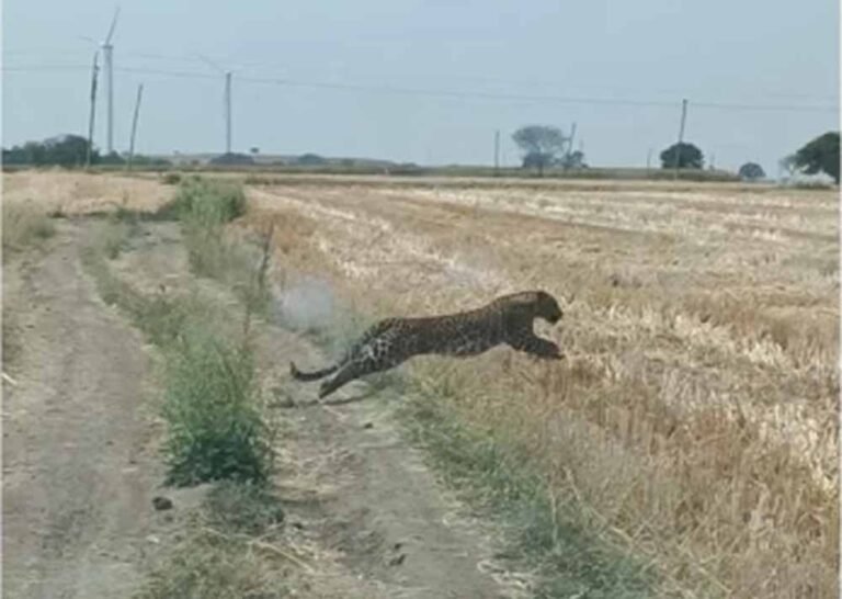 खेत में घुसा तेंदुआ हुआ बेकाबू, दौड़ते हुए पुलिसकर्मी पर हमला, मचा हड़कंप