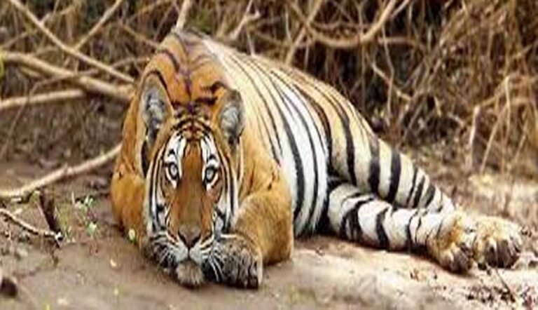 बदले की आग में क्रूरता: किसान ने बाघ को जहर देकर मारा, रेडियो कॉलर ने सुलझाई गुत्थी