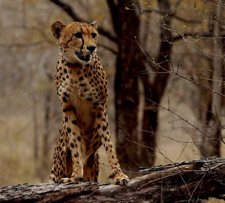 कूनो में जन्मी चीता ‘मुखी’ का तीसरा जन्म-दिन गौरव का क्षण : मुख्यमंत्री डॉ. यादव