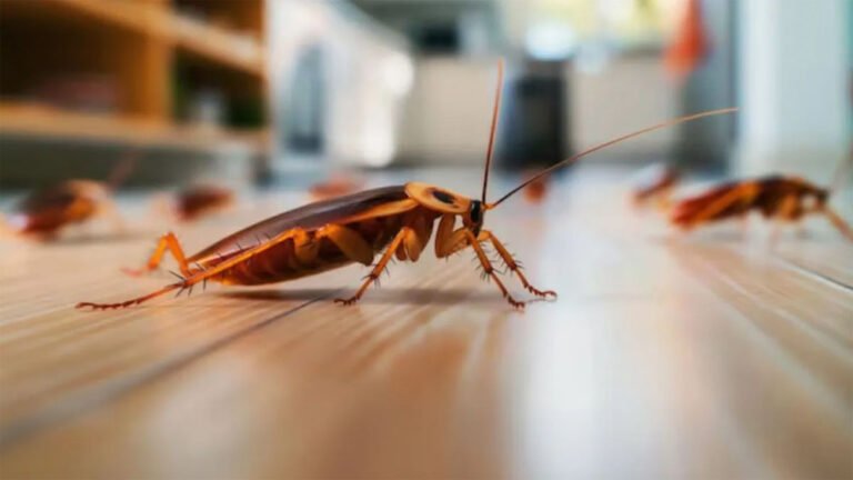 बिना पेस्ट कंट्रोल किचन से कॉकरोच कैसे भगाएं