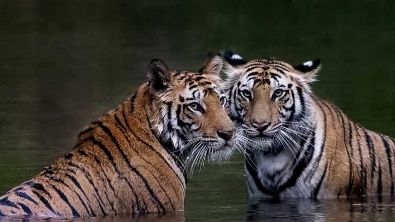 इंदौर के जंगलों में बाघ लौटे, बन रहा है एक नया वाइल्डलाइफ कॉरिडोर