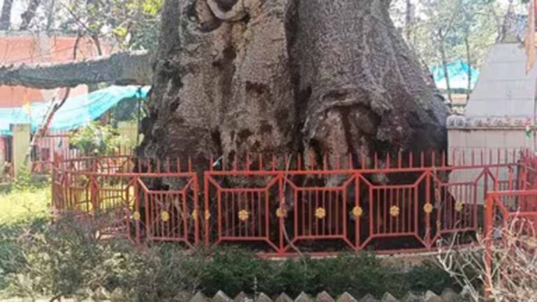 महाभारत कालीन पारिजात वृक्ष हुआ बीमार: यूपी में वैज्ञानिकों की टीम कर रही उपचार