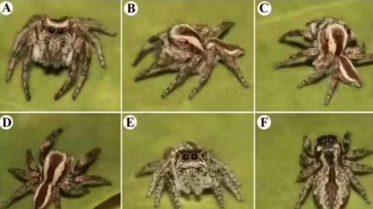 डेजर्ट नेशनल पार्क में नई स्पाइडर प्रजाति मिली, अंतरराष्ट्रीय स्तर पर चर्चा