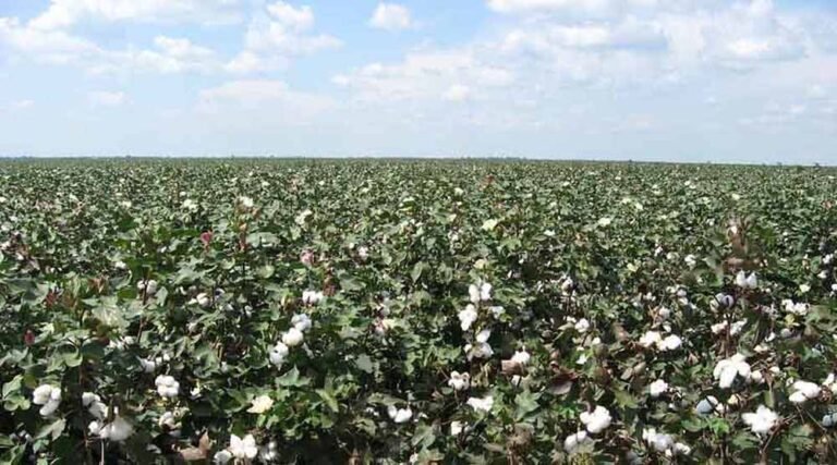 कपास का अच्छा भाव भी नहीं लुभा पा रहा किसान, 60% तक घट सकता रकबा