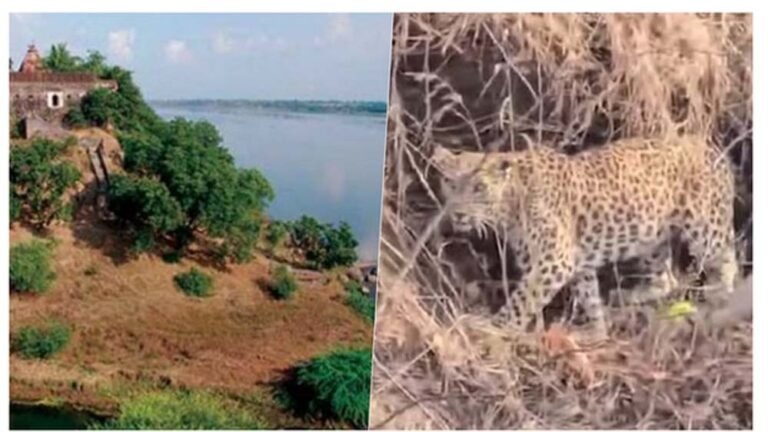 नर्मदा में बोटिंग करते वक्त चट्टानों पर आराम करता तेंदुआ, पर्यटकों में अफरातफरी