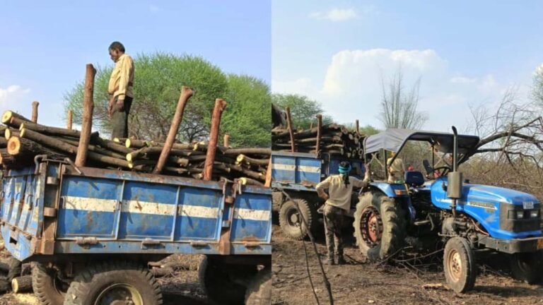 शासकीय भूमि पर पेड़ों की अंधाधुंध कटाई, सरपंच–उपसरपंच पर मिलीभगत के गंभीर आरोप