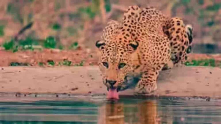 सरिस्का टाइगर रिजर्व, बाघों की सुरक्षा के लिए बनेगा नया STR-2 प्रभाग और बढ़ेगा दायरा