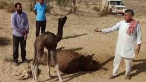 मां की ममता की मार्मिक तस्वीर, ऊंटनी के शव से चिपका रहा मासूम ऊंट का बच्चा