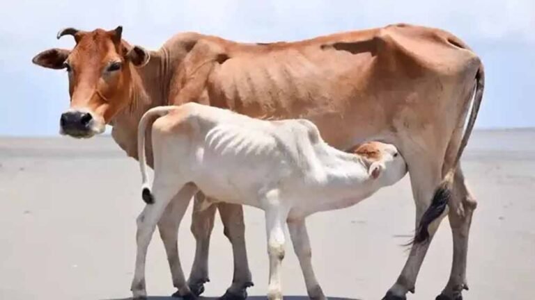 डेयरी सेक्टर में बदलाव,आईटी लैब से गाय-भैंस की जल्दी प्रेग्नेंसी टेस्टिंग