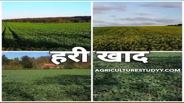 रायपुर: यूरिया का प्रभावी विकल्प बन रही हरी खाद, जशपुर में 600 हेक्टेयर पर किया गया प्रदर्शन