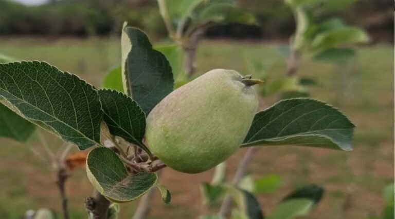 पचमढ़ी में गर्म जलवायु में सेब के बागान, मध्य प्रदेश के सबसे ऊंचे स्थान पर पर्यटकों का आकर्षण