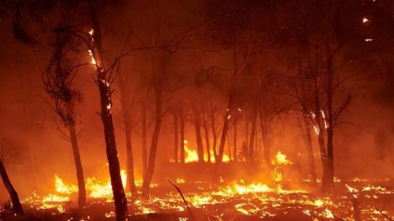 मध्य प्रदेश के जंगलों में आग का तांडव, 60 स्थानों पर जल रही आग, अमरकंटक के बाद इन शहरों पर खतरा