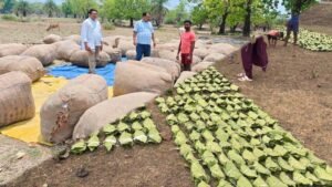 हरा सोना संग्राहकों के लिए बड़ी राहत, आय बढ़ाने की दिशा में 920 करोड़ रुपए का संभावित भुगतान