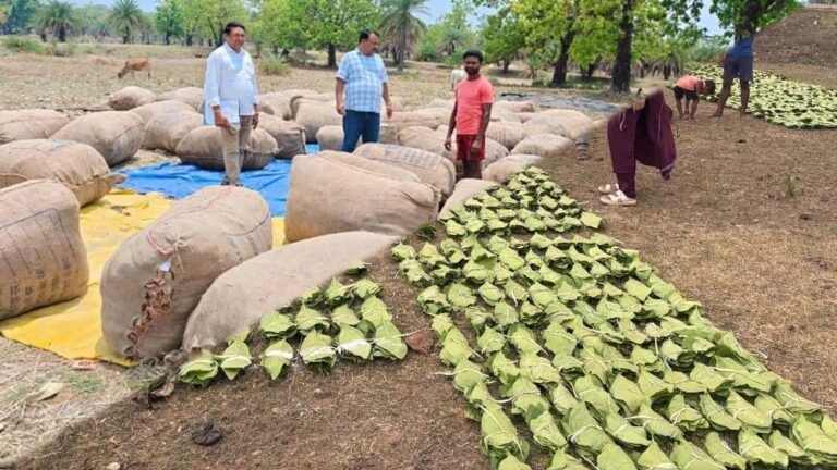 हरा सोना संग्राहकों के लिए बड़ी राहत, आय बढ़ाने की दिशा में 920 करोड़ रुपए का संभावित भुगतान