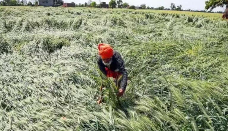 मौसम बारिश से जूझते गेहूं किसानों को डबल इंजन सरकार से मिली बड़ी राहत
