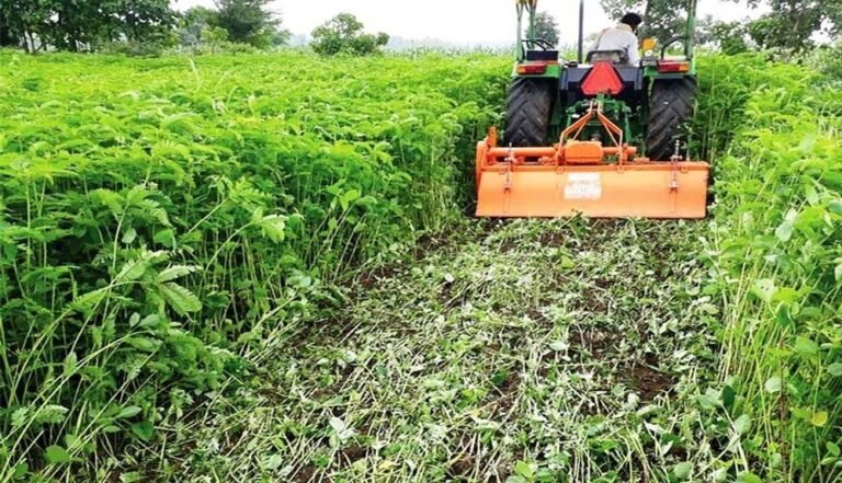 अधिक धान उत्पादन के लिए कृषि विभाग का अभियान तेज, हरी खाद से खेतों में वृद्धि