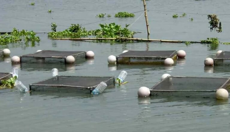 अम्बिकापुर : मत्स्य पालन हेतु जलाशयों का 10 वर्षीय लीज आबंटन के लिए आवेदन आमंत्रित