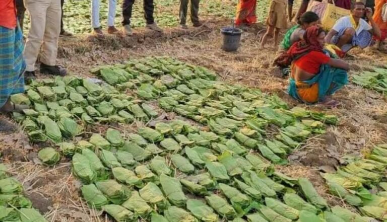 बालोद : मई के पहले सप्ताह से शुरू होगा तेंदुपत्ता संग्रहण का कार्य