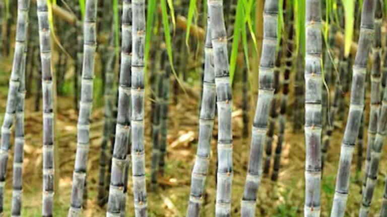 योगी सरकार के प्रयास से 73,078 हेक्टेयर गन्ना क्षेत्रफल में ड्रिप इरीगेशन संयंत्र की स्थापना हुई