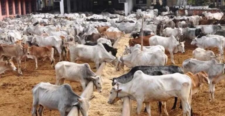 2017 से पहले यूपी में होती थी गो तस्करी, योगी सरकार ने अवैध बूचड़खाने बंद किए