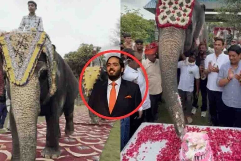 हाथियों की शाही दावत और महावतों का सम्मान, जयपुर में अनंत अंबानी के जन्मदिन पर पशु प्रेम का दिखा अनोखा नजारा