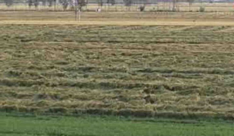 प्रदेश के 25 जिलों में मौसम विभाग का अलर्ट, जयपुर समेत कई इलाकों में आज भी ओलावृष्टि के आसार