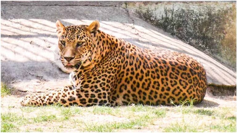 राजस्थान में वन्यजीव सर्वे का नया तरीका, चांदनी रात और कैमरा ट्रैप से होगी गिनती