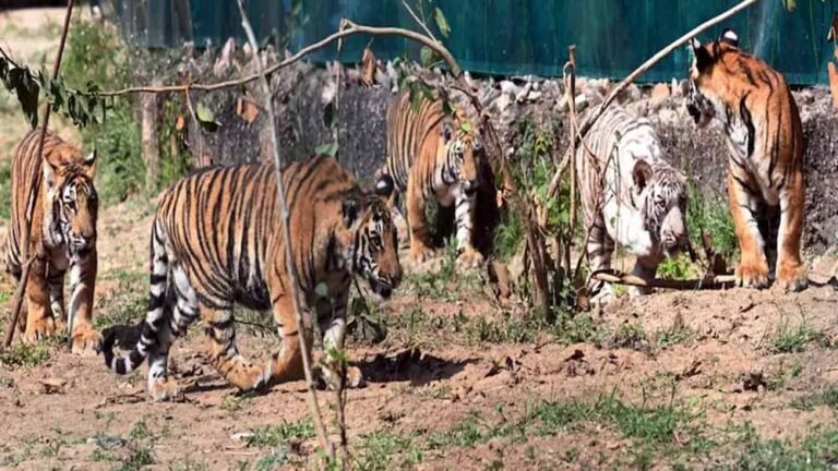 नाहरगढ़ बायोलॉजिकल पार्क: बाघ बाघिन ‘रानी’ के पांच शावकों का खास जश्न