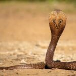 गर्मी में घर में सांप आने का कारण और वास्तु शास्त्र के अनुसार इसके संकेत