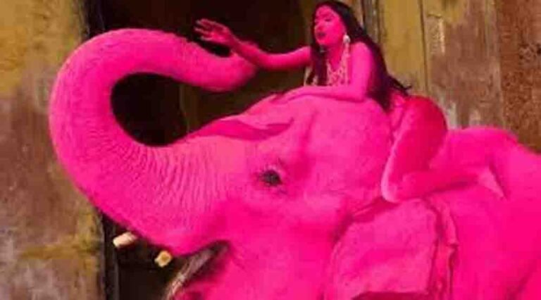 जयपुर में विदेशी इन्फ्लुएंसर के फोटोशूट पर बवाल, हथिनी ‘चंचल’ की मौत से उठा रंगों पर सवाल