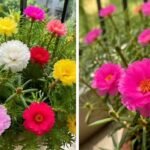 वास्तु टिप्स: मॉस रोज पौधा खोल सकता है किस्मत के बंद दरवाजे