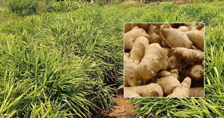 एक जिला एक उत्पाद योजना से आई नई उम्मीद, अदरक की खेती से दोगुना मुनाफा