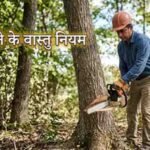 पीपल-बरगद काटना माना गया अशुभ, जानिए वास्तु में क्या कहते हैं नियम